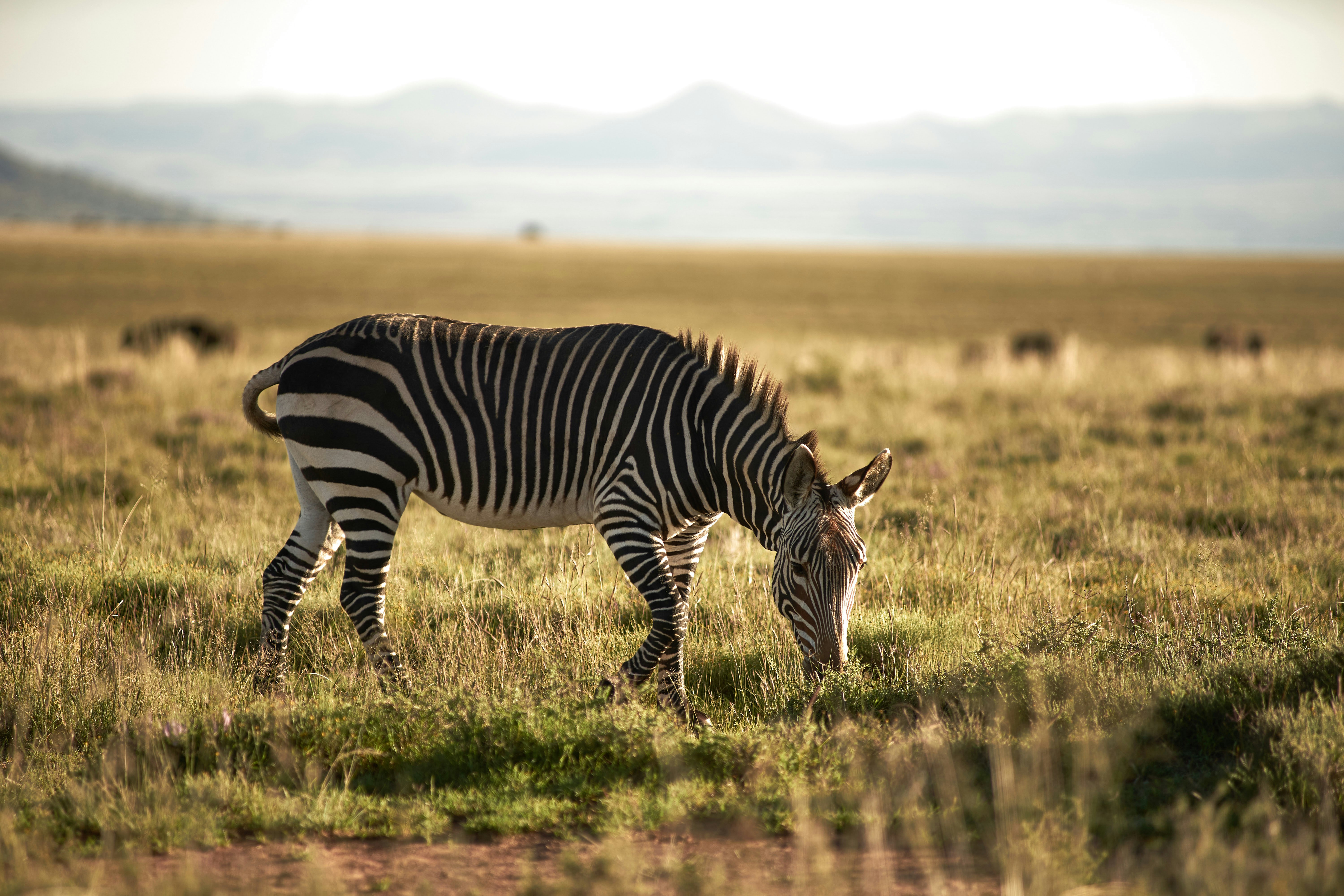 zebra on green grass field during daytime